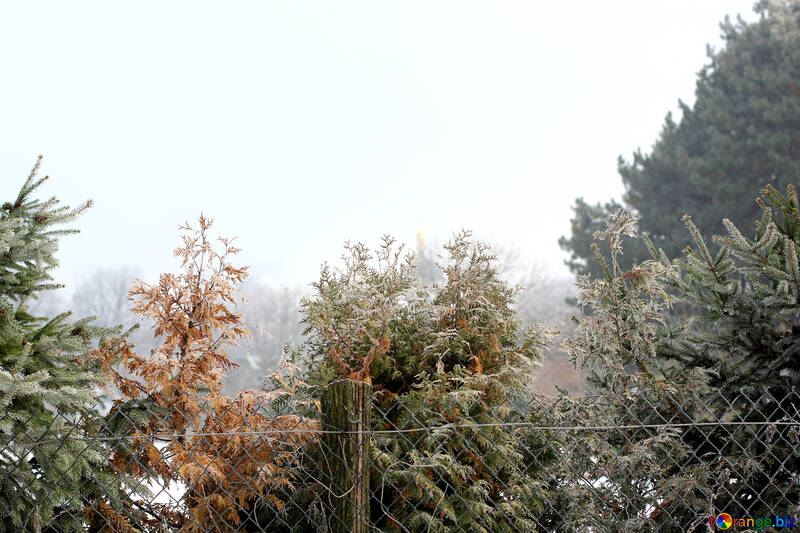 森のクリスマスツリーとフェンス №51353