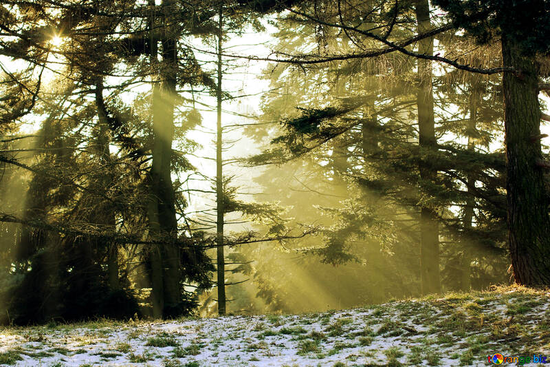 Sole che splende attraverso alberi albero di inverni di foresta №51485