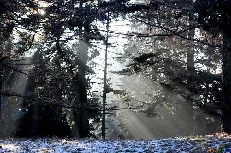 Trees in a forest and sunlight streaming through №51484