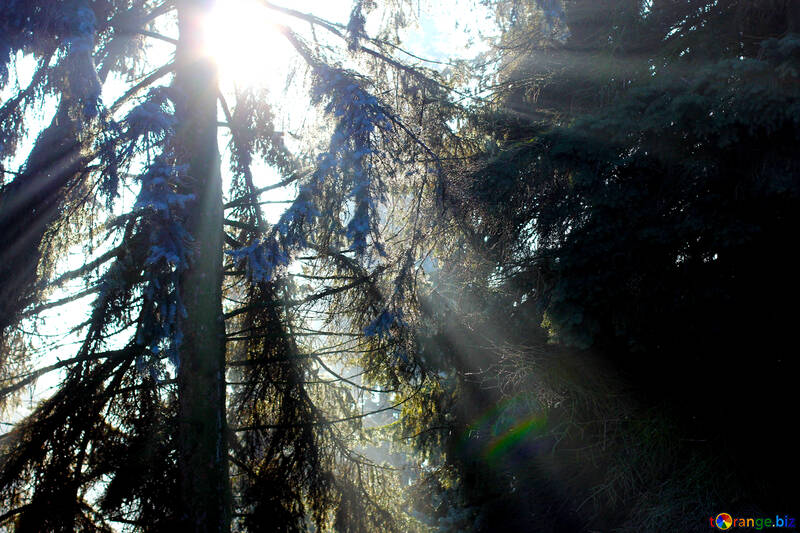 Sonnenschein Wald Bäume №51463