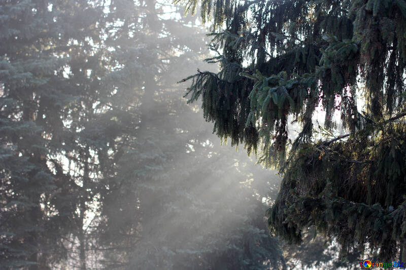Rayos de sol bosque a través de árboles sol №51493