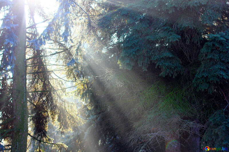 Luce che attraversa alberi di foglie №51464