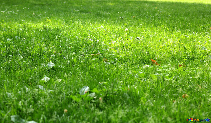 Green grass sun №51830