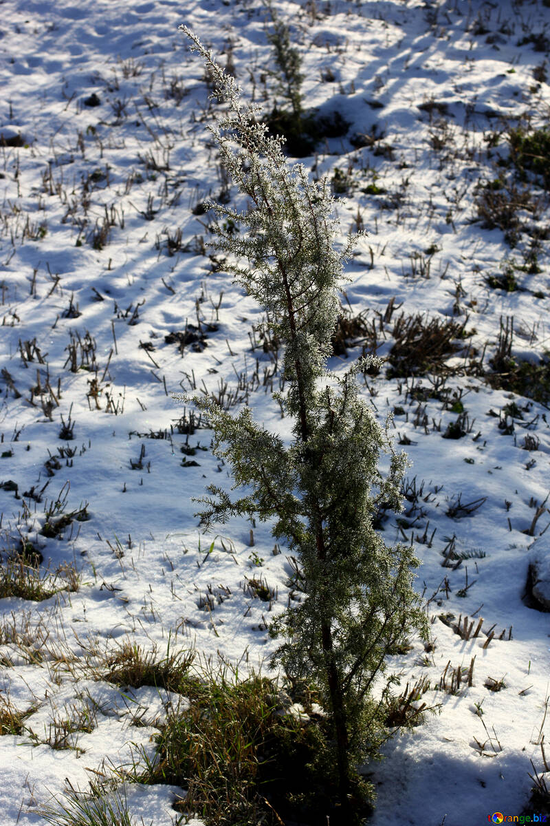 Tipps von grünem Gras stossen durch den Schnee №51446