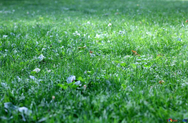Лугова зелена трава №51831