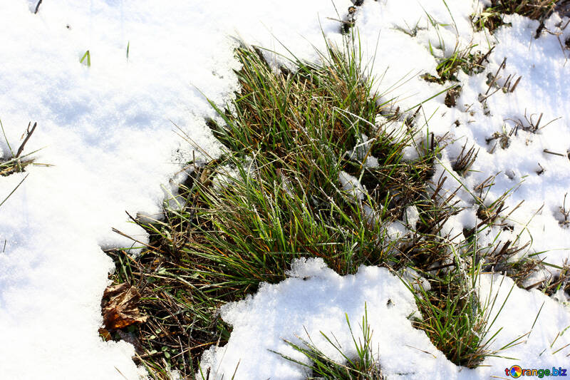 grass and snow №51442
