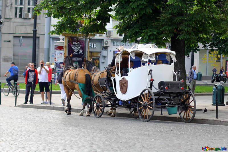 Horse and carriage in the park №51839