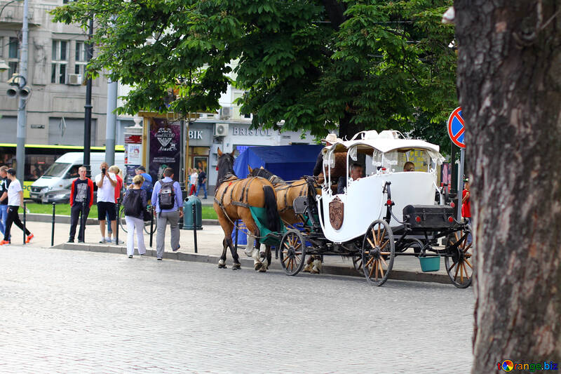 Horse carriage pulling in city №51838