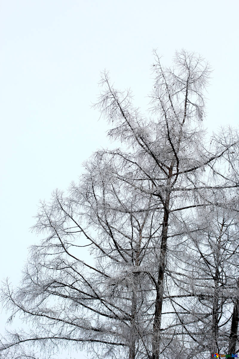 Зимові дерева з небом без листя білий №51318