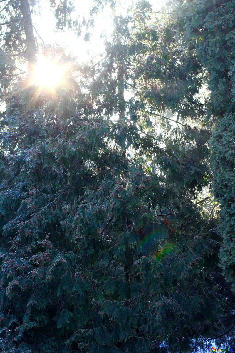 Die Sonne, die früh am Tag durch die üppigen Blätter der Bäume emporragt №51459