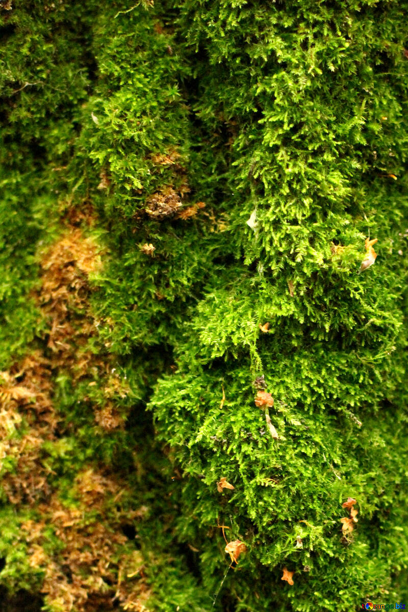 Grünes Moosgrün Laubwerk könnte ein Baum sein. №51129
