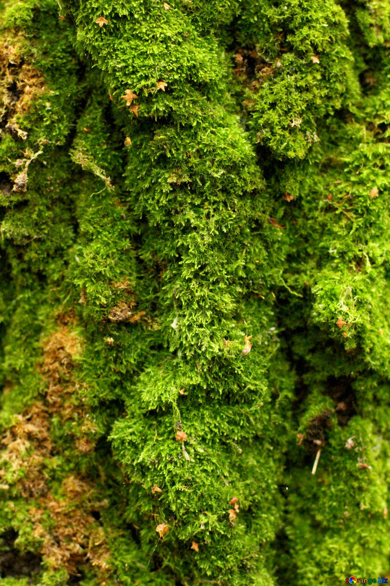 Feuillage vert des arbres de mousse qui poussent sur un tronc №51130