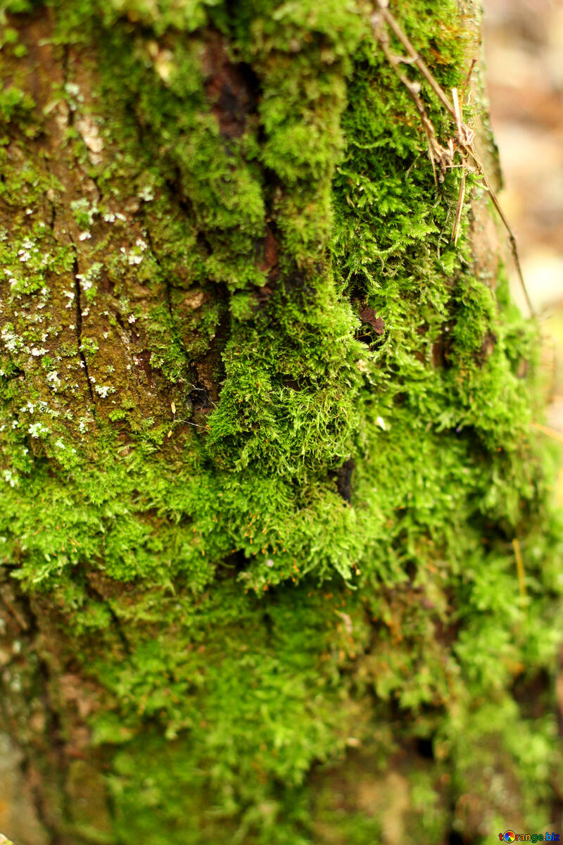 Moss wood grass green class №51143