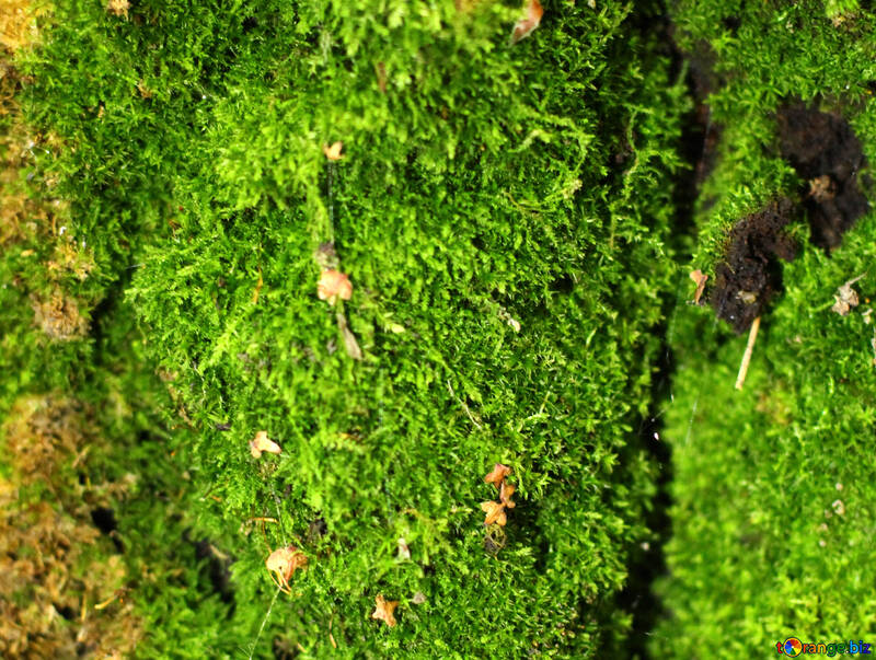 green moss №51131