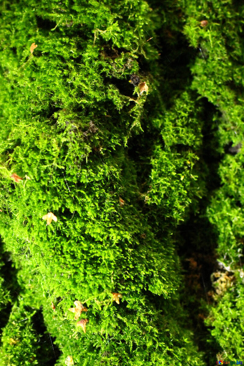 Moss green №51140