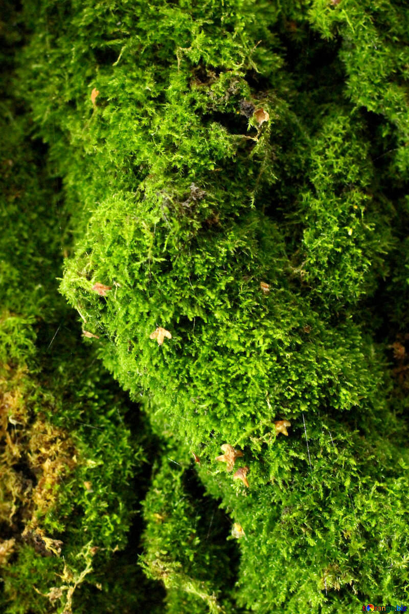 Verde falciare e natura muschio №51138
