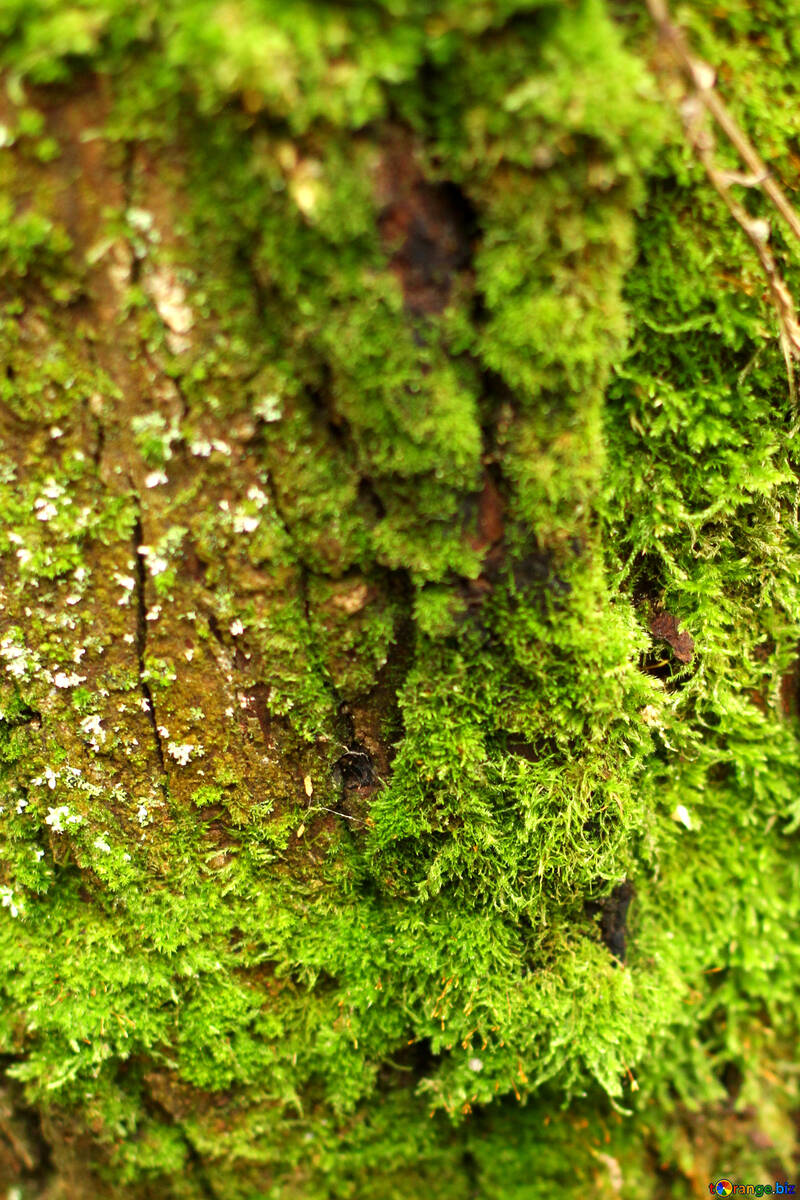 green plant moss №51160