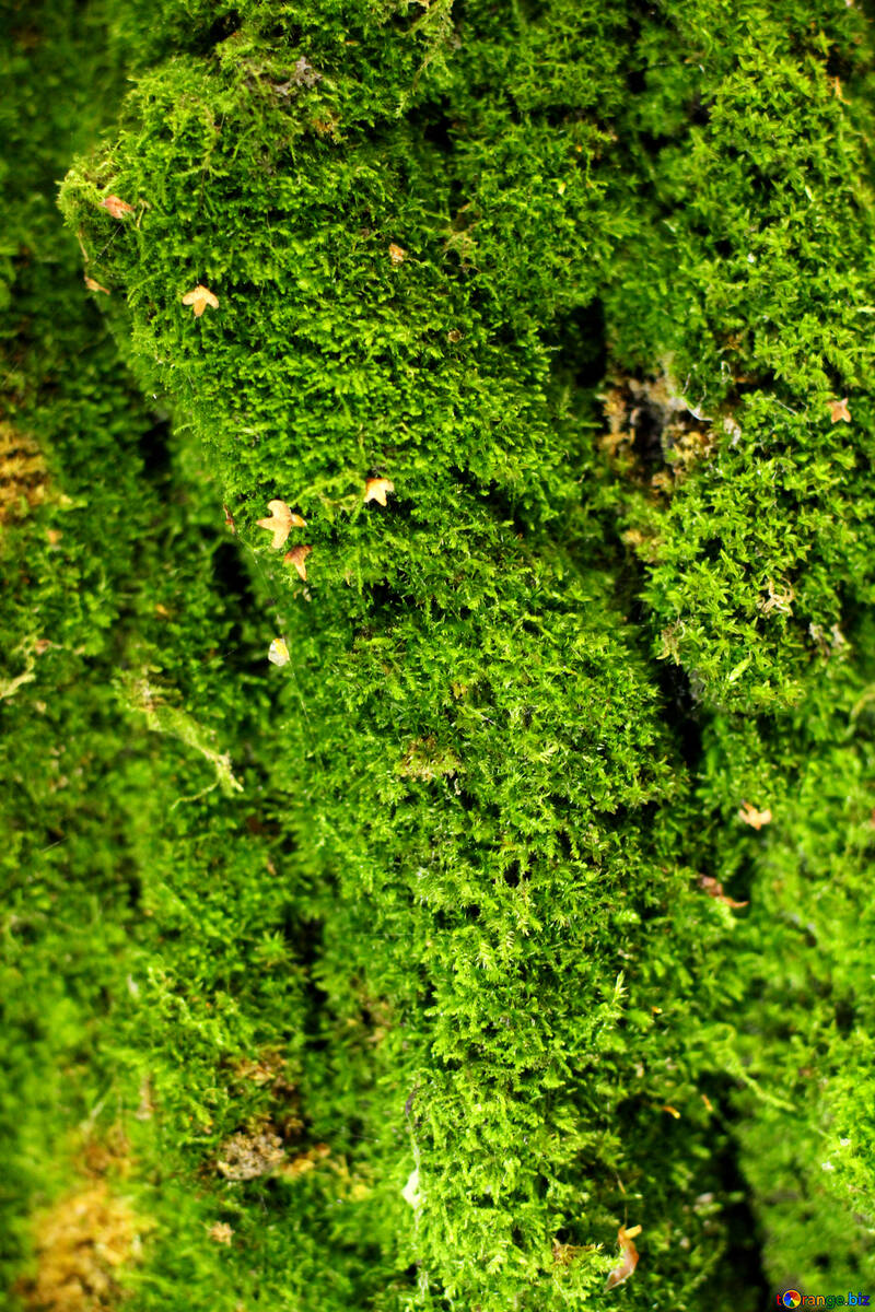 green moss trees №51132