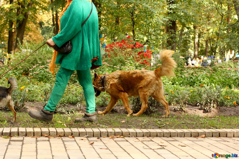 Una persona che cammina con un cane №51090