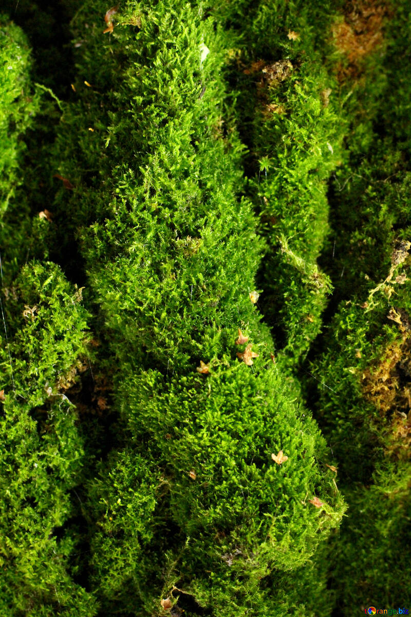 モス丘の緑の植物トップ №51137