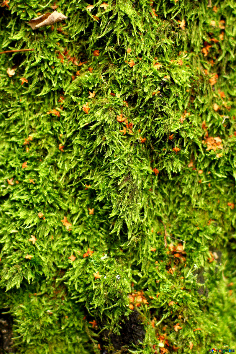 Grüne Pflanze am Baum №51152
