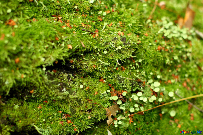 Grünpflanzen Grünblätter №51128