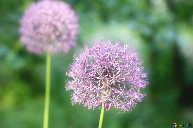 Purple puffball flowers dandelions №51513