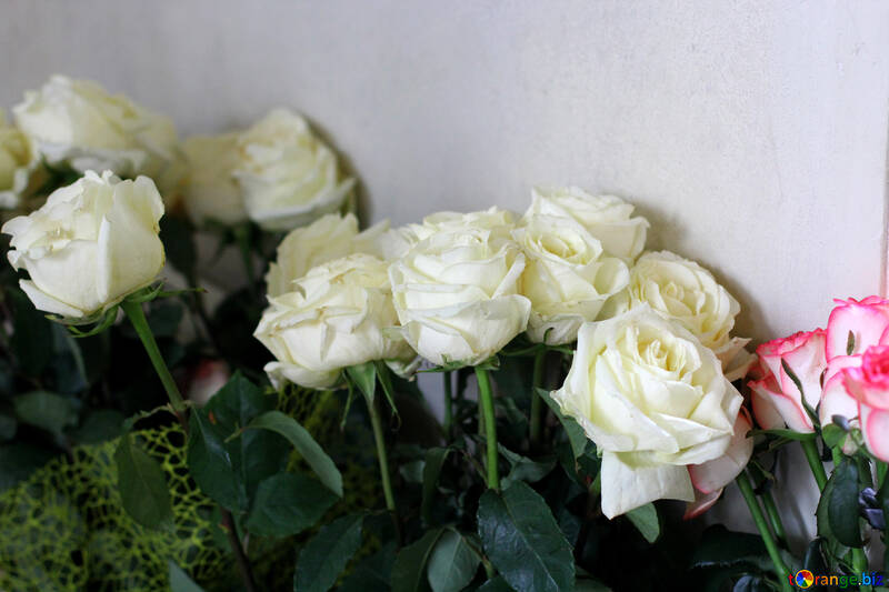 Fleurs roses blanches №51710