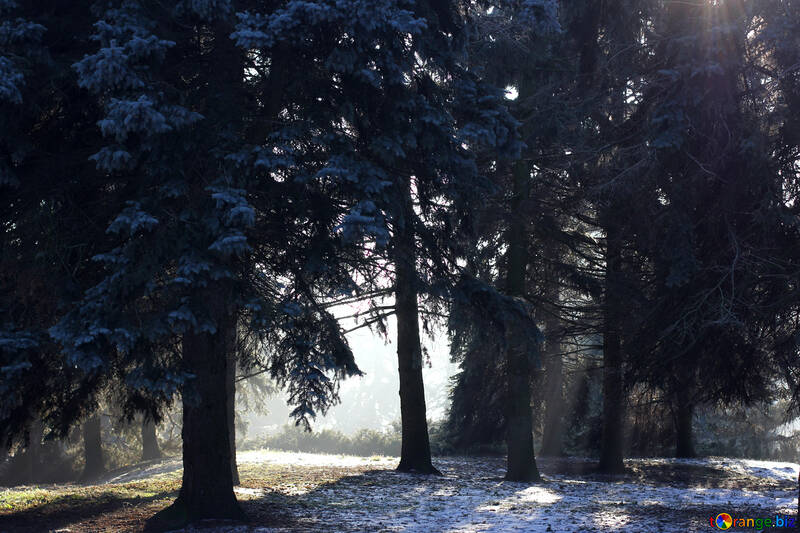 Forêt de noël neige avec lumière №51476