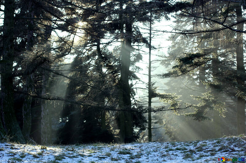 Un bosque con nieve transmitiendo luz solar. №51487