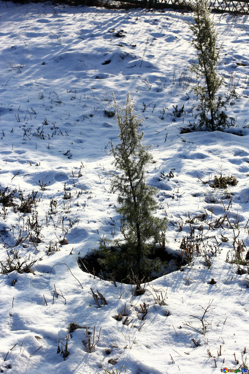 snow and little plants №51444