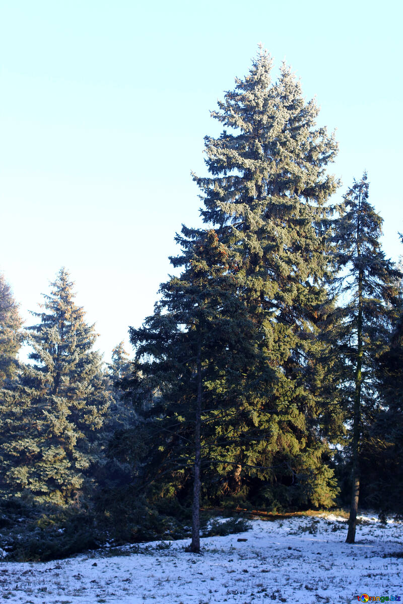 Pinheiro, árvores de natal na neve №51473