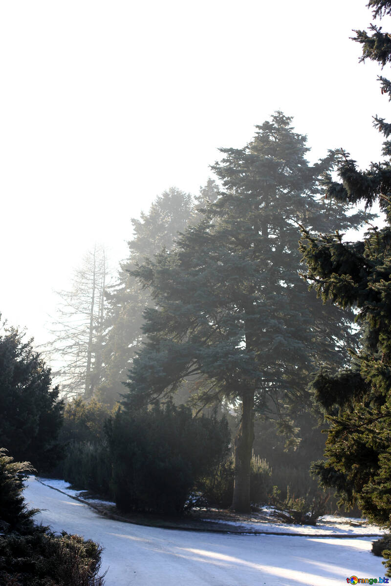 Árvores madeiras na neve na colina №51497