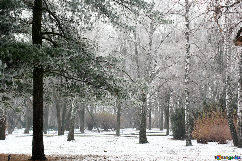 Neve de inverno em árvores do parque №51356