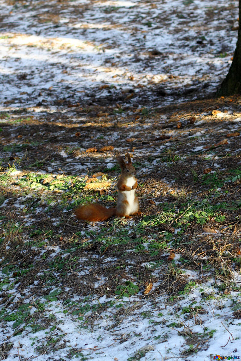 Uno scoiattolo su un terreno innevato №51470