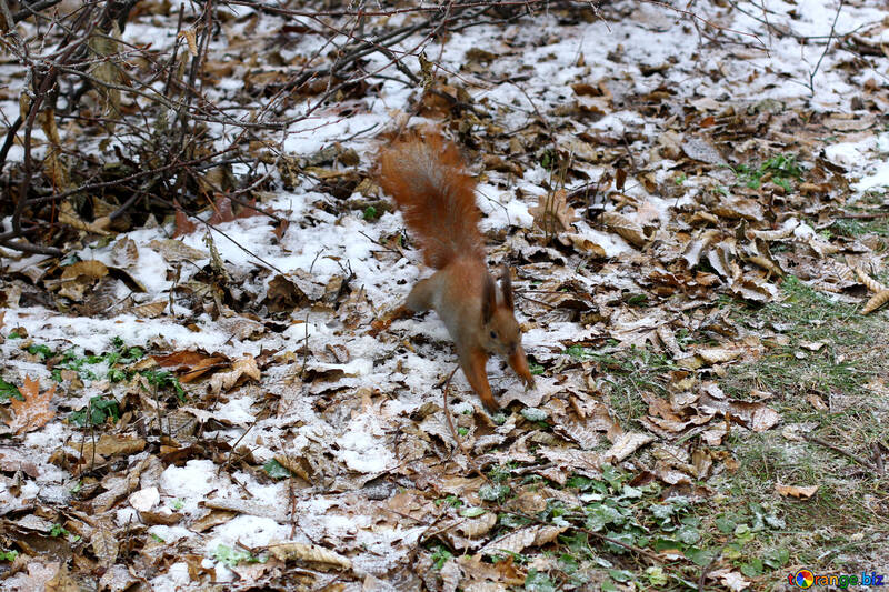 An orange squirrel falling leaves jumping running №51321