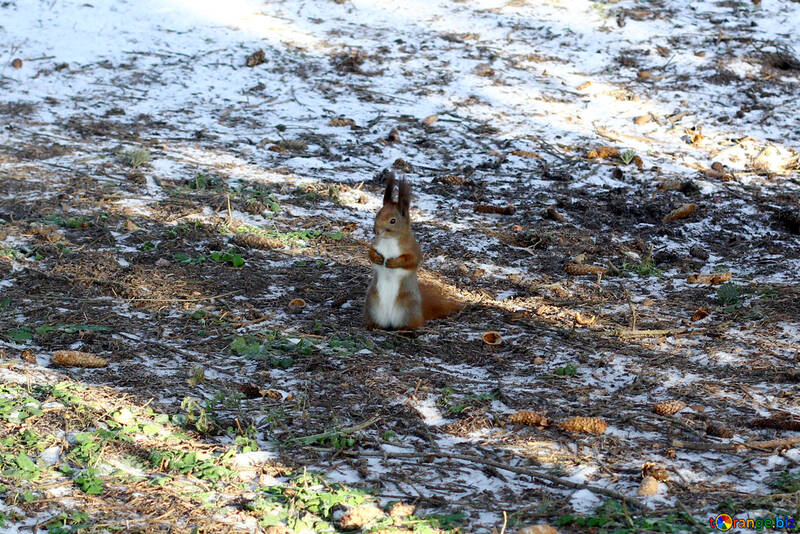 squirrel  on the ground №51469