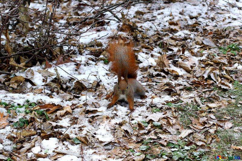 Terra coperta di neve con scoiattolo №51320