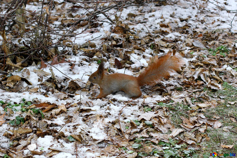 Uno scoiattolo nella neve №51319