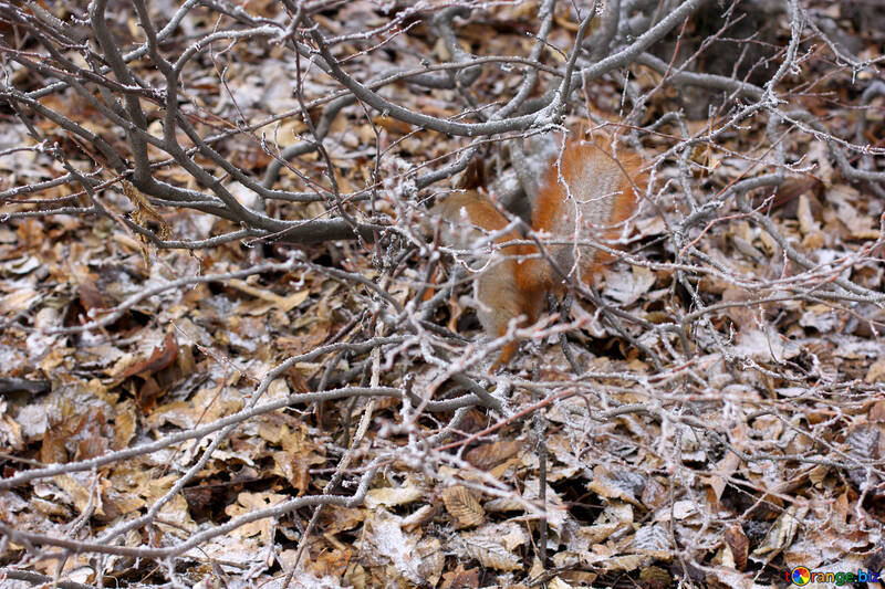 Snowy leaves Squirrel   №51315
