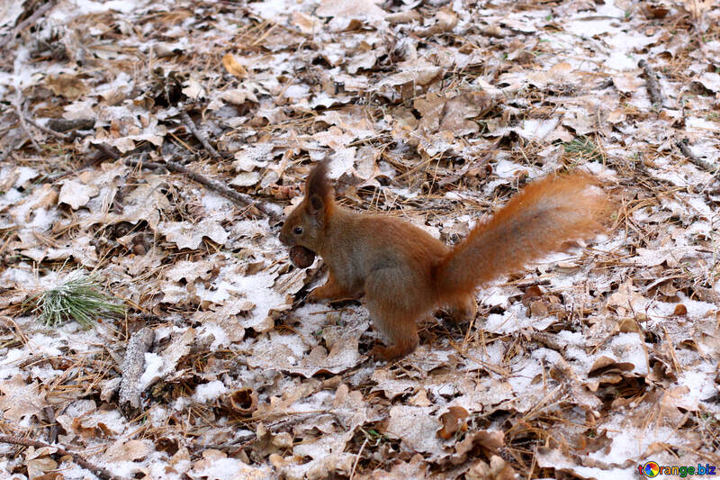 Squirrel №51346