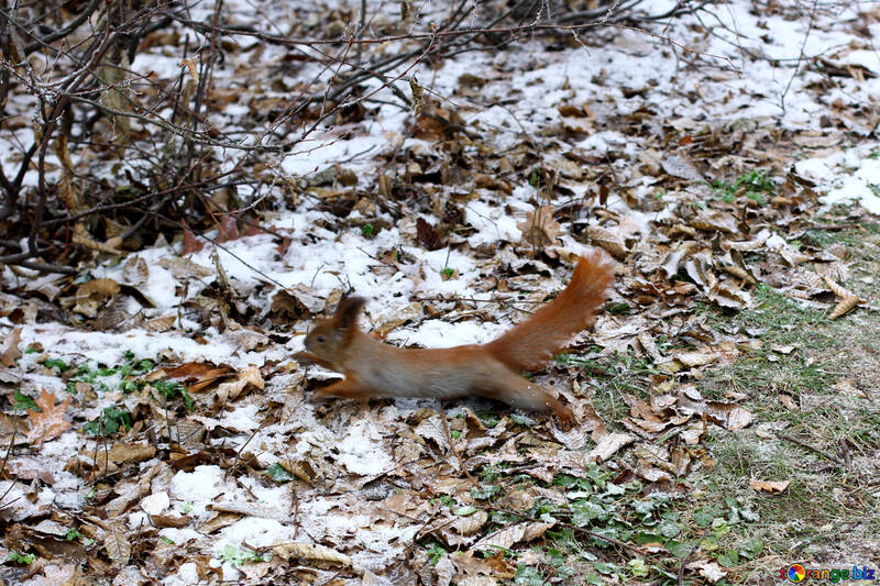 Довга вухата білка працює в зимовий мороз, граючи в листя №51322