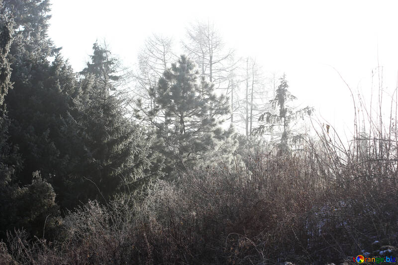 Сонячний день туманні лісові дерева №51447