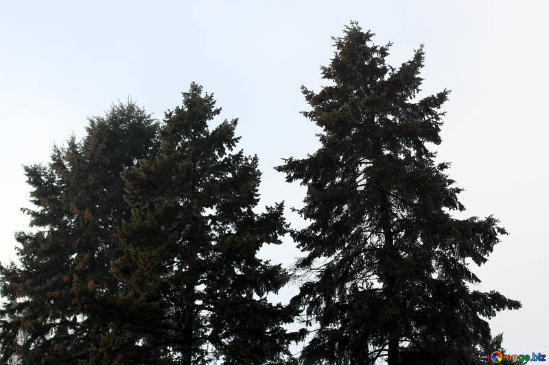 Trois arbres devant le ciel bleu №51395