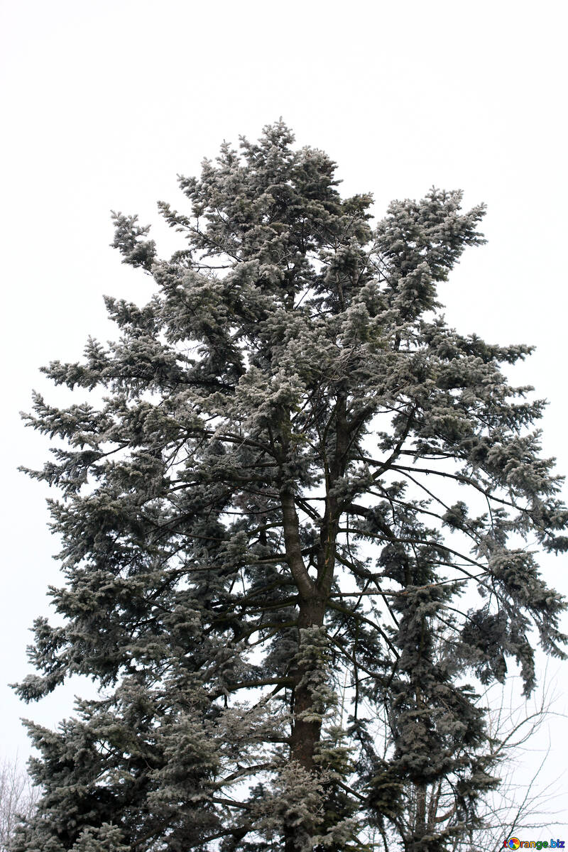 Tree Pine №51317