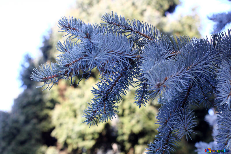 pine tree Blue Foliage №51457