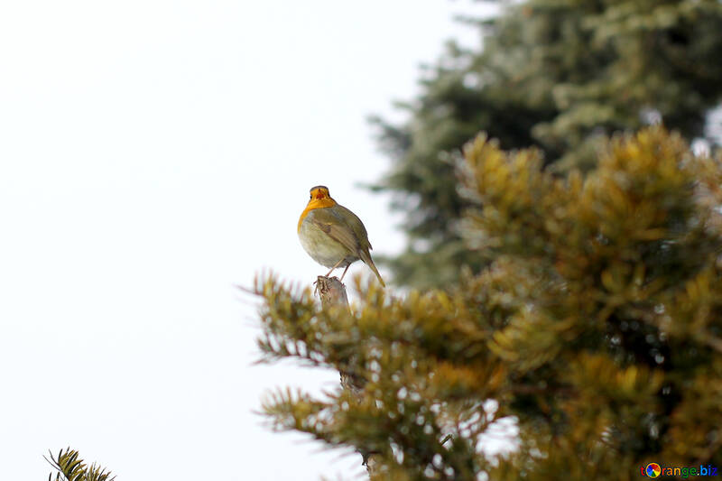 Pine tree two birds №51389