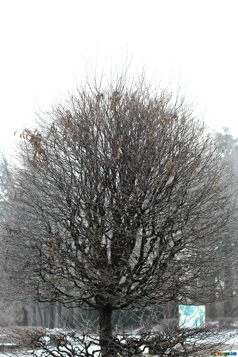 Дерево взимку №51323