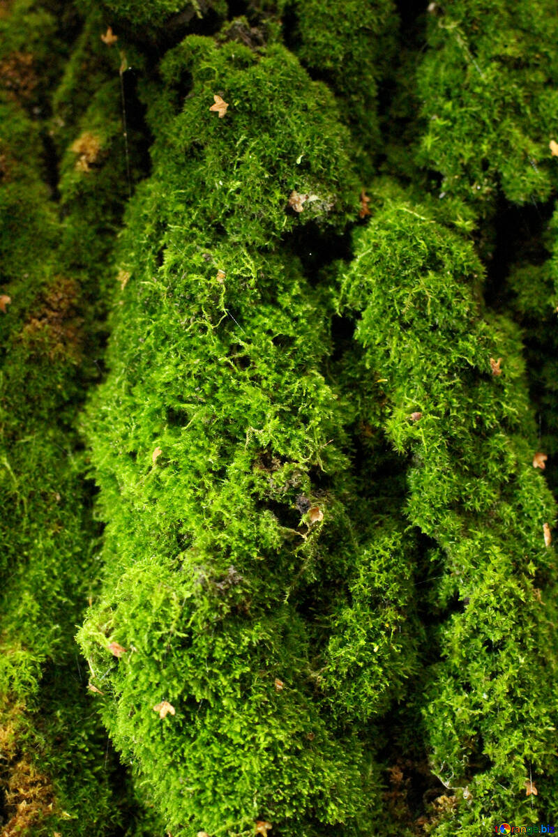 forrest trees moss №51139