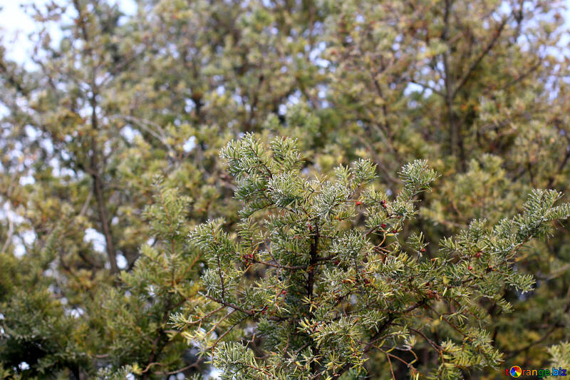 Green trees leaves and bird №51388